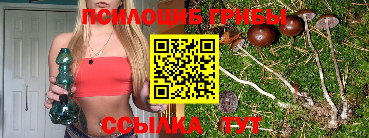 Псилоцибиновые грибы Cubensis Луга