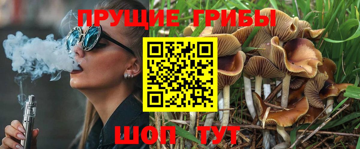Псилоцибиновые грибы MAGIC MUSHROOMS  Псилоцибиновые грибы Psilocybe  Луга 